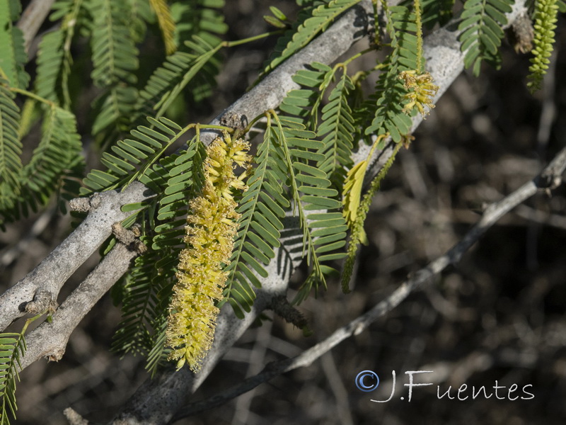 Prosopis juliflora.04