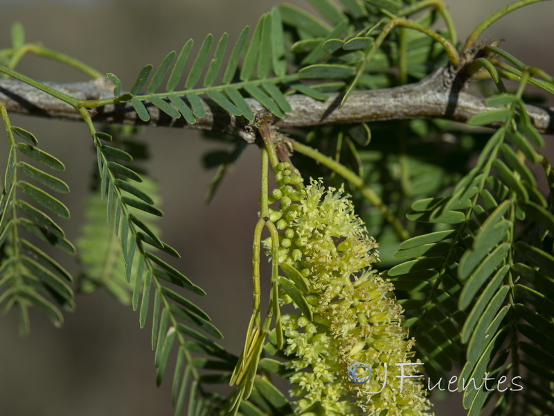 Prosopis juliflora.05