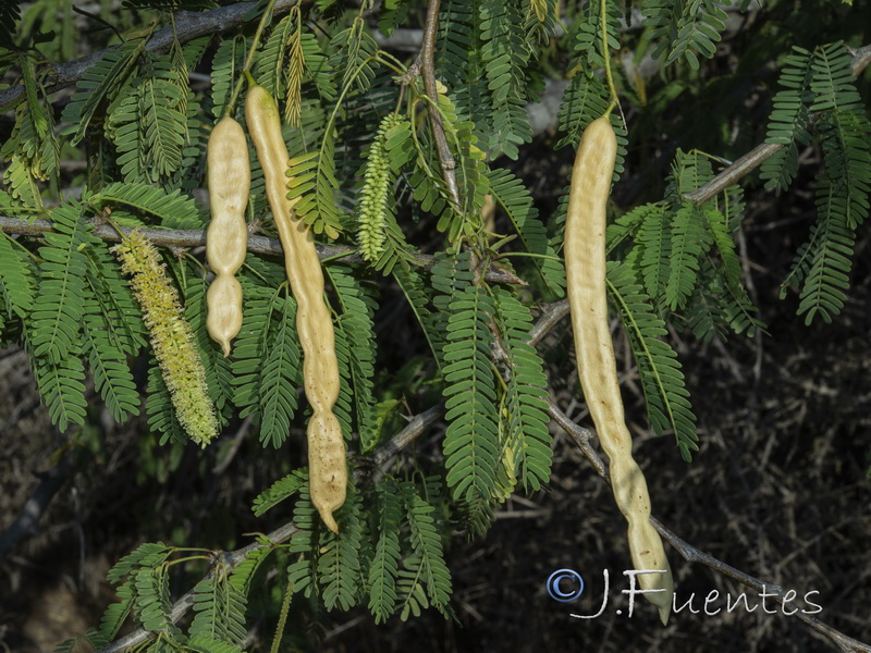 Prosopis juliflora.06