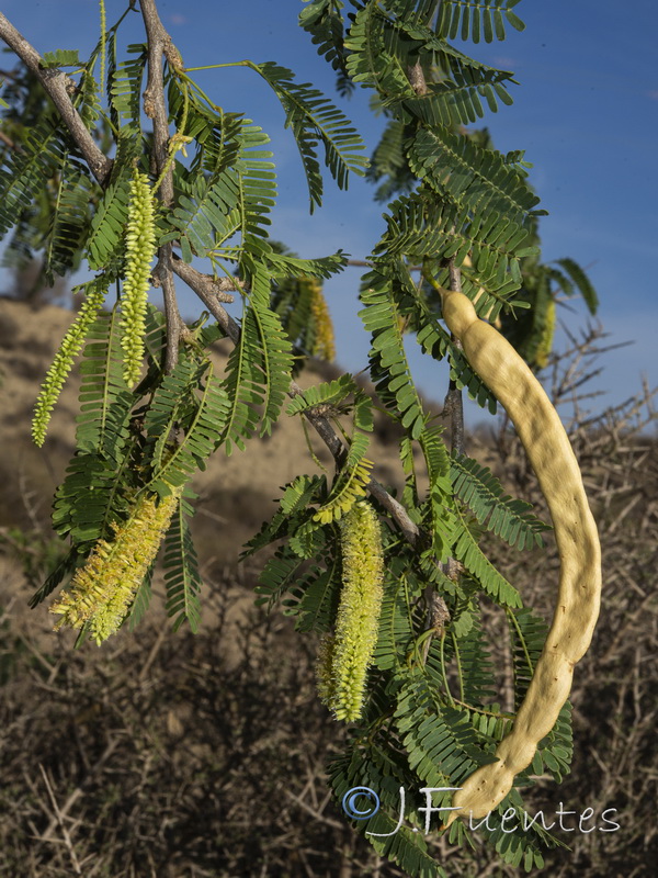 Prosopis juliflora.07