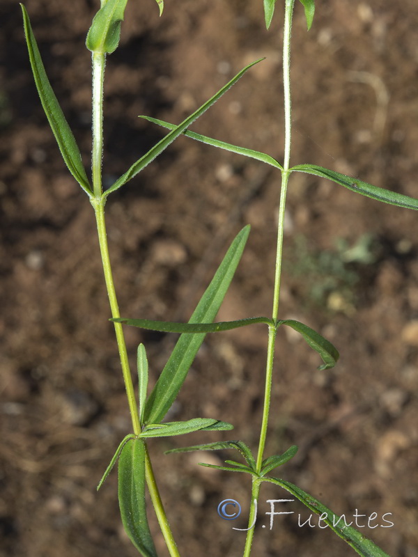 Prunella hyssopifolia.01