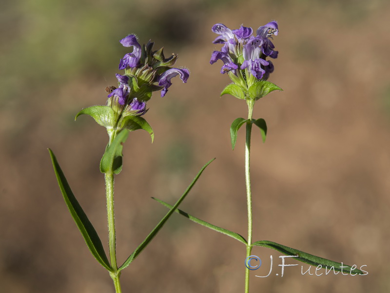 Prunella hyssopifolia.02