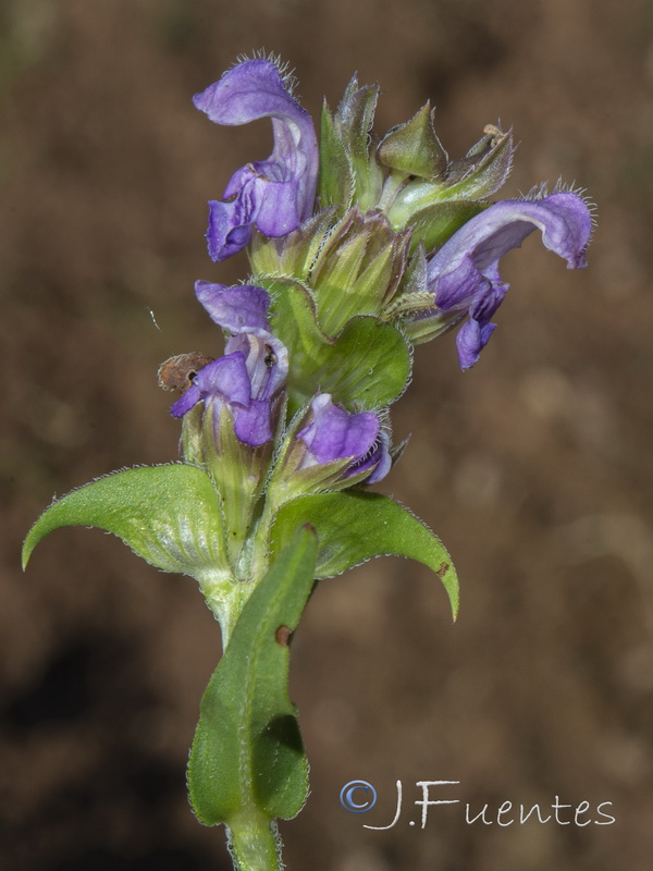 Prunella hyssopifolia.03