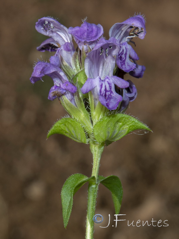 Prunella hyssopifolia.04