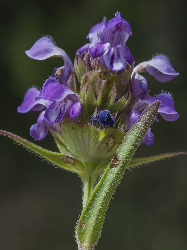 Prunella hyssopifolia.05