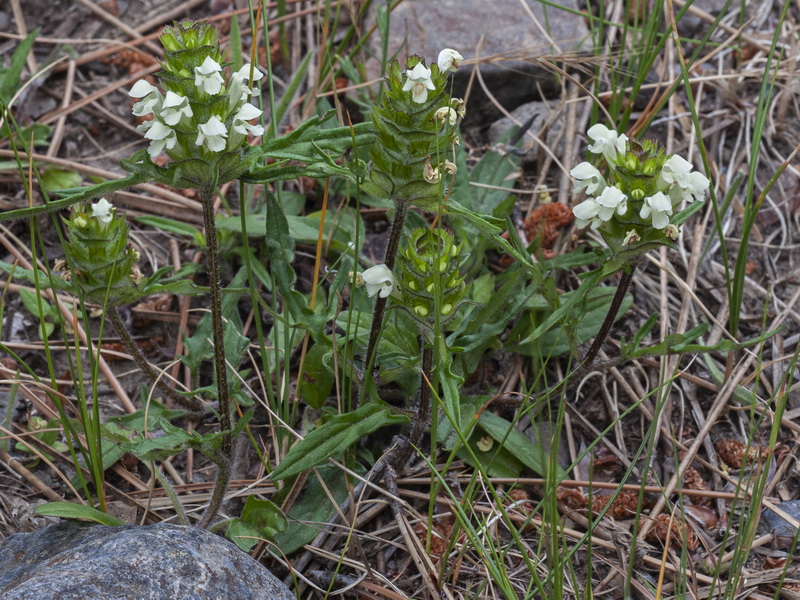 Prunella laciniata.01