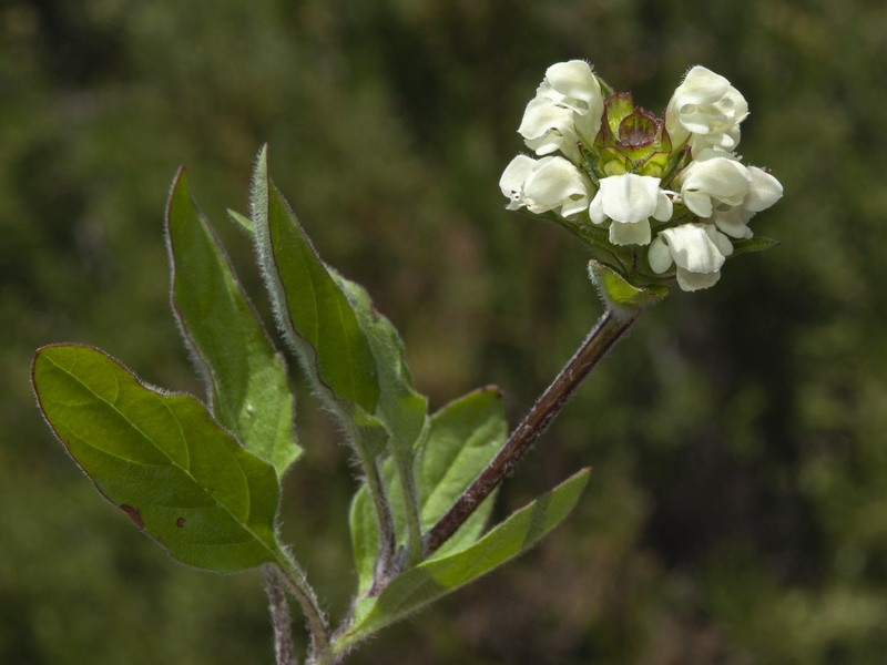 Prunella laciniata.05