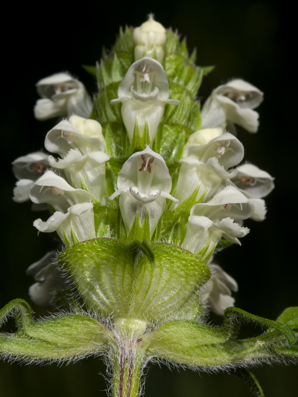 Prunella laciniata.09