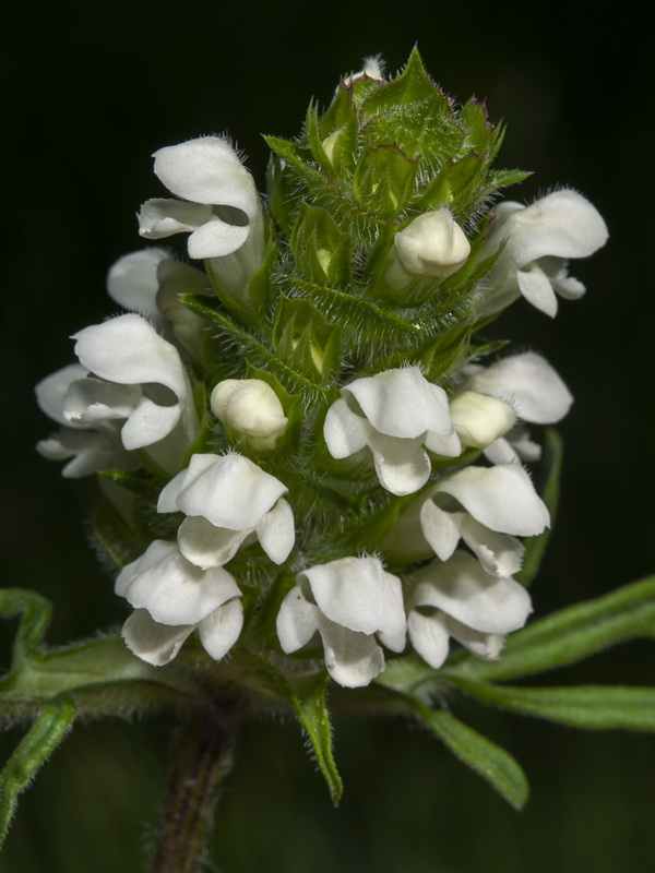 Prunella laciniata.10