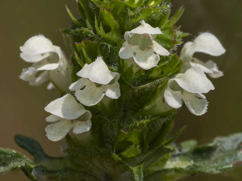 Prunella laciniata.14