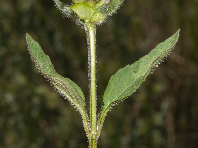 Prunella vulgaris.04