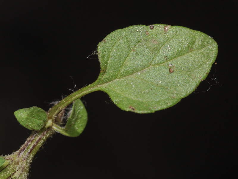 Prunella vulgaris.05