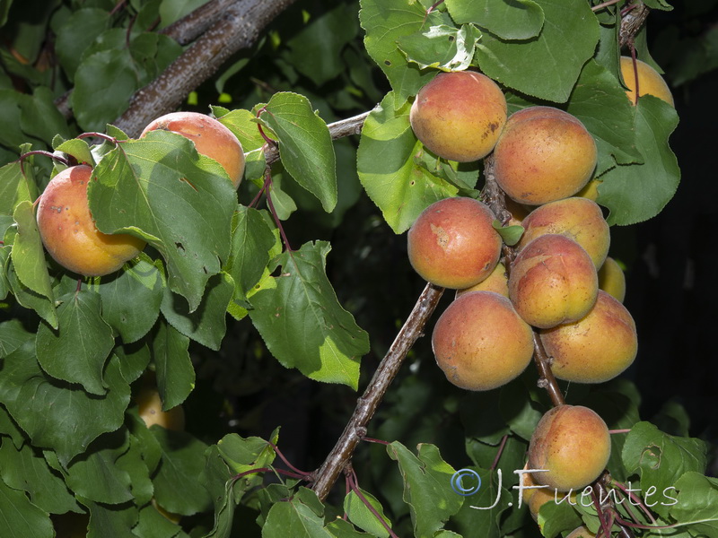 Prunus armeniaca.01