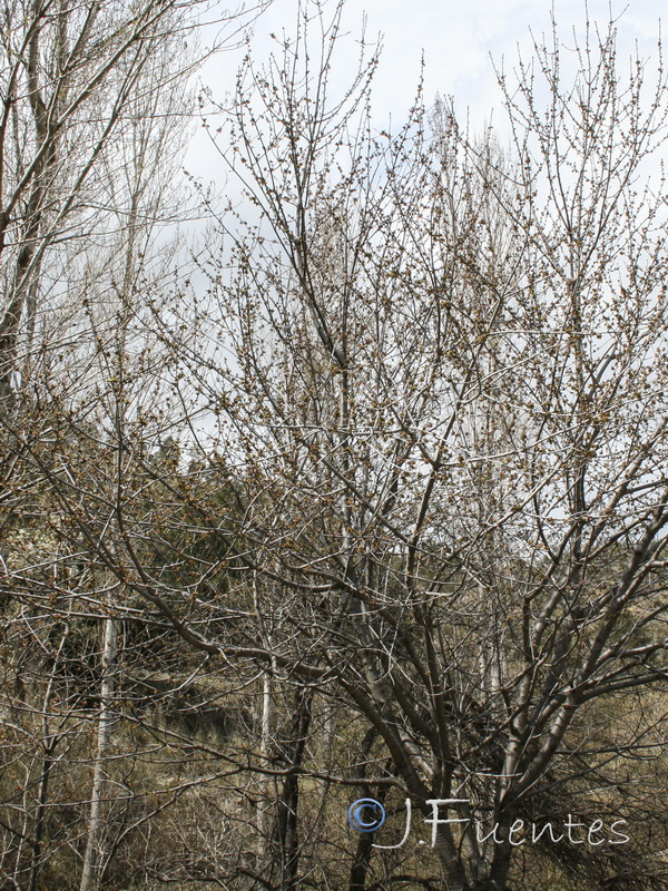 Prunus avium.01