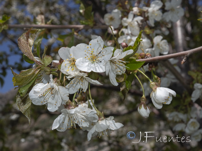 Prunus avium.02