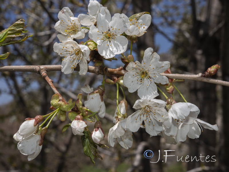 Prunus avium.03