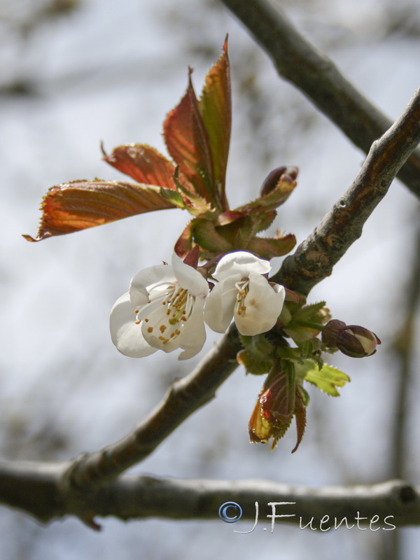 Prunus avium.04