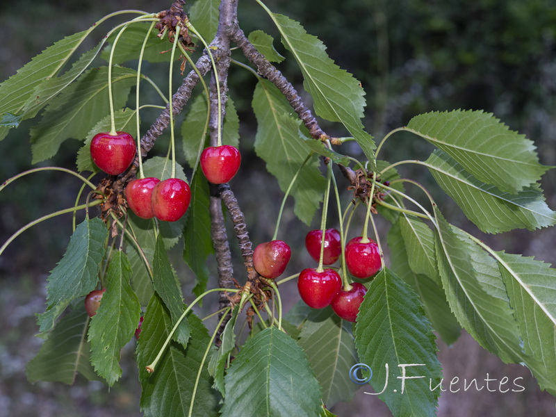 Prunus avium.05