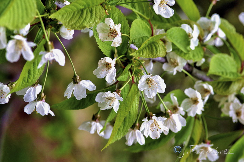 Prunus avium.07
