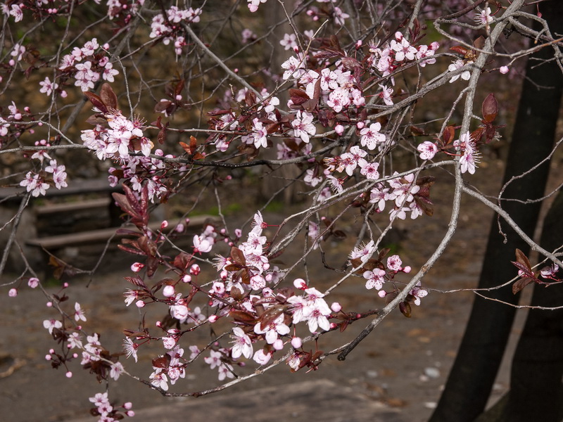 Prunus cerasifera.03