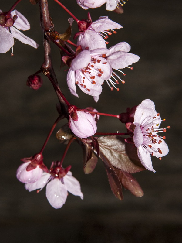 Prunus cerasifera.08