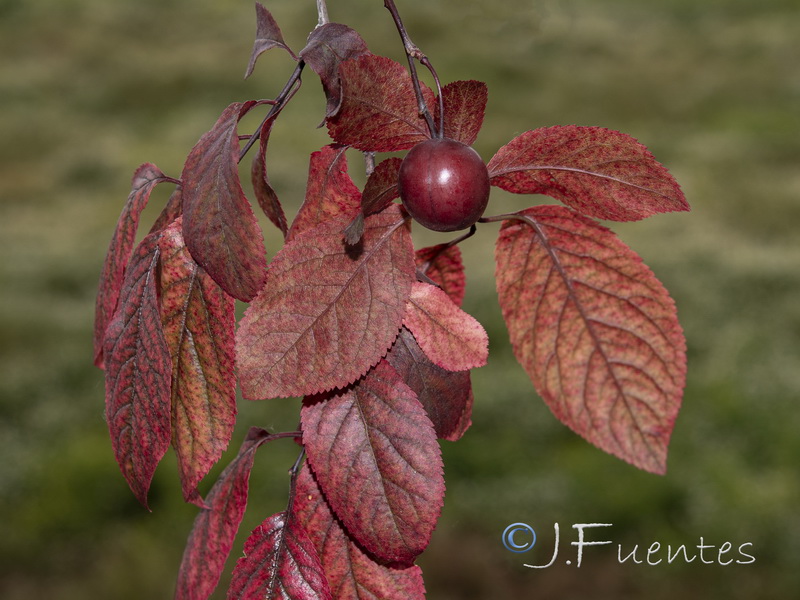 Prunus cerasifera.09