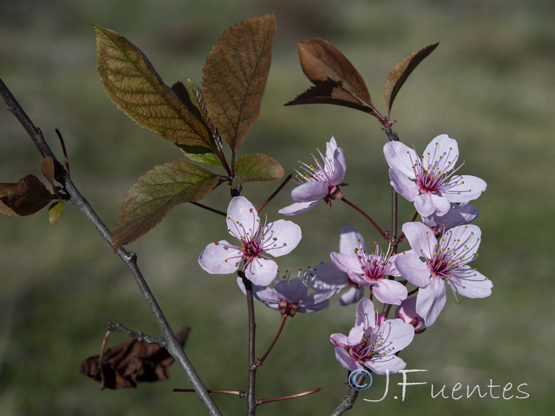 Prunus cerasifera.10