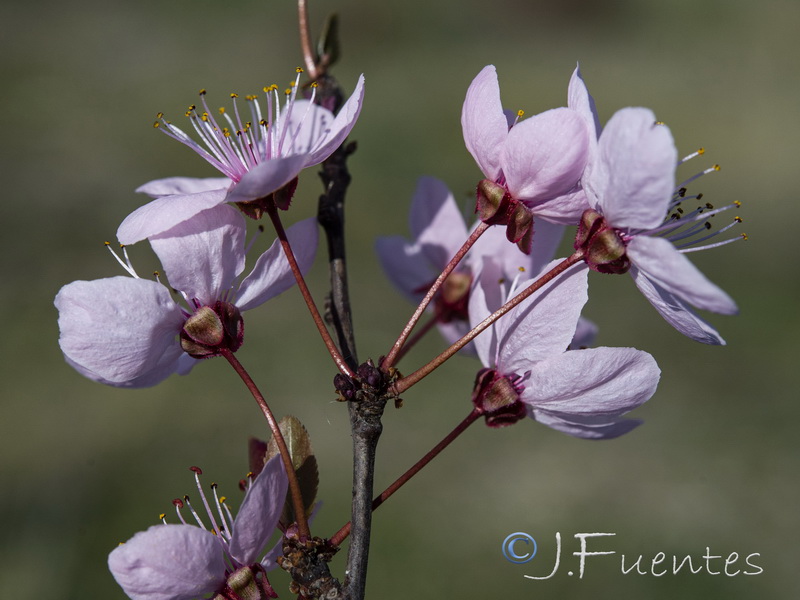 Prunus cerasifera.11