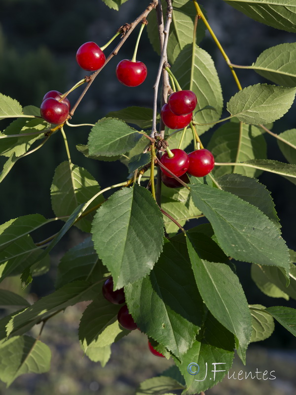 Prunus cerasus.01