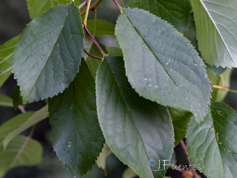 Prunus cerasus.02