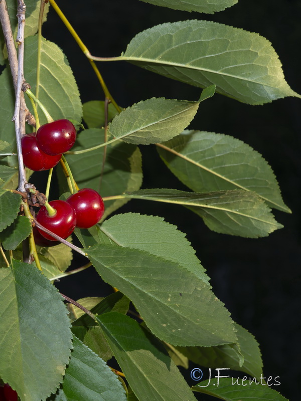 Prunus cerasus.03