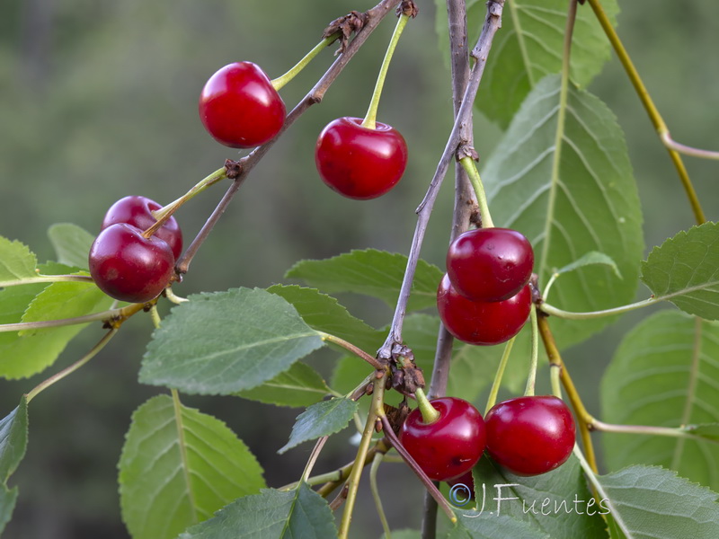 Prunus cerasus.04