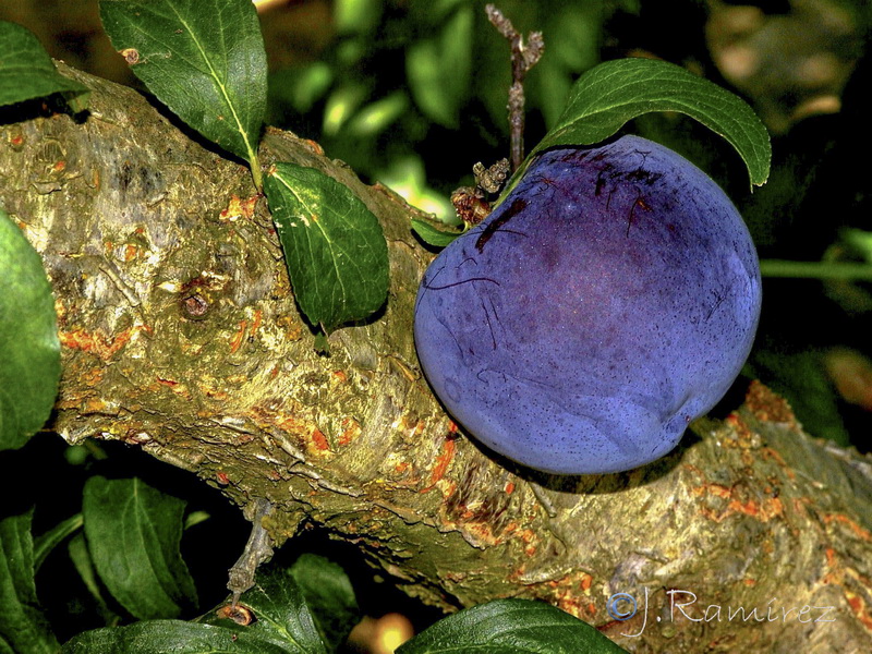 Prunus domestica.01