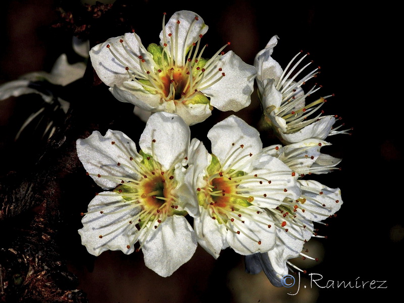 Prunus domestica.02