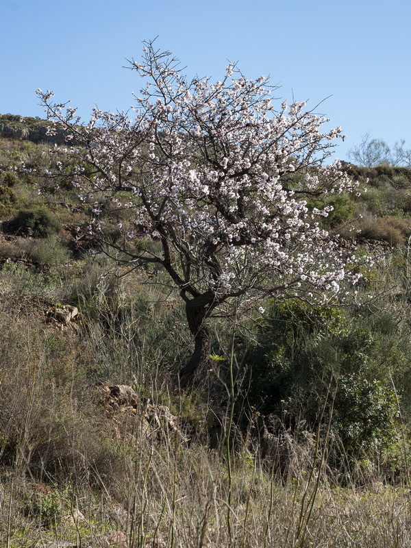 Prunus dulcis.01