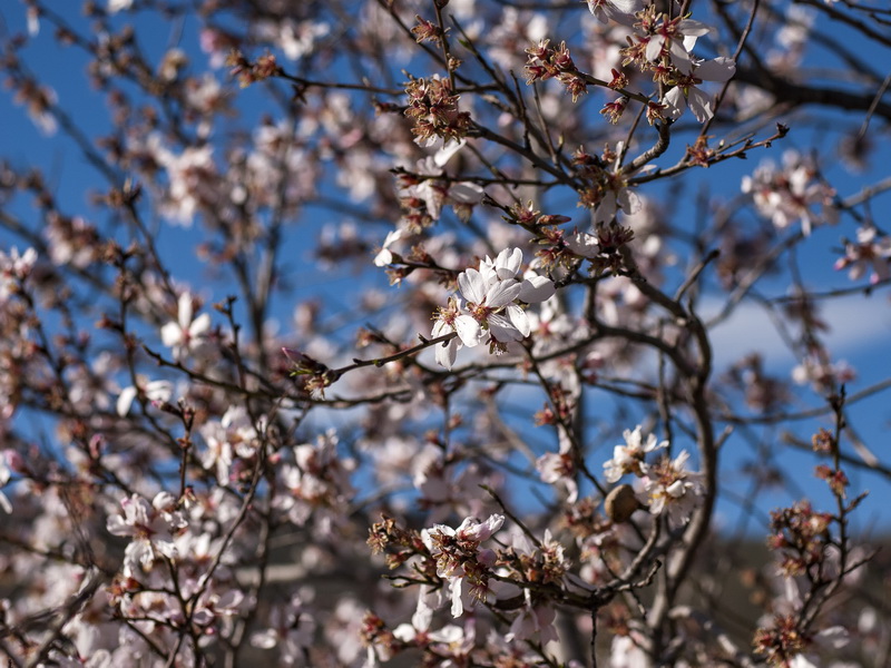 Prunus dulcis.07