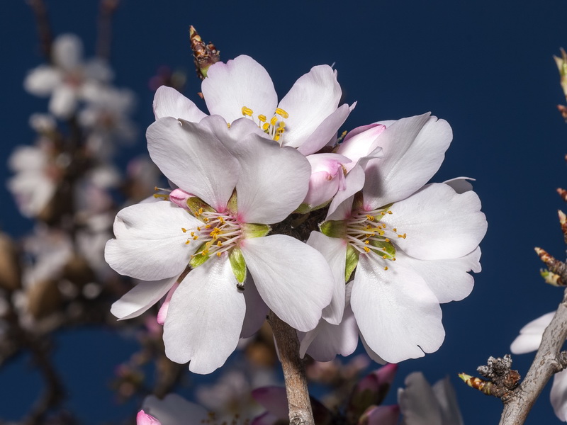 Prunus dulcis.09