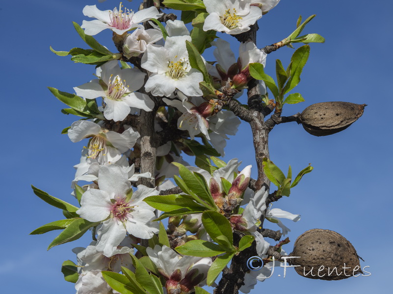 Prunus dulcis.16