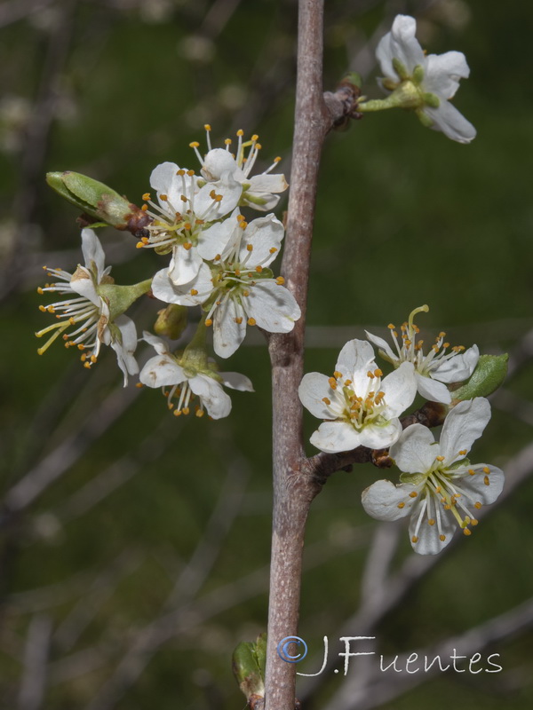 Prunus insistitia.04