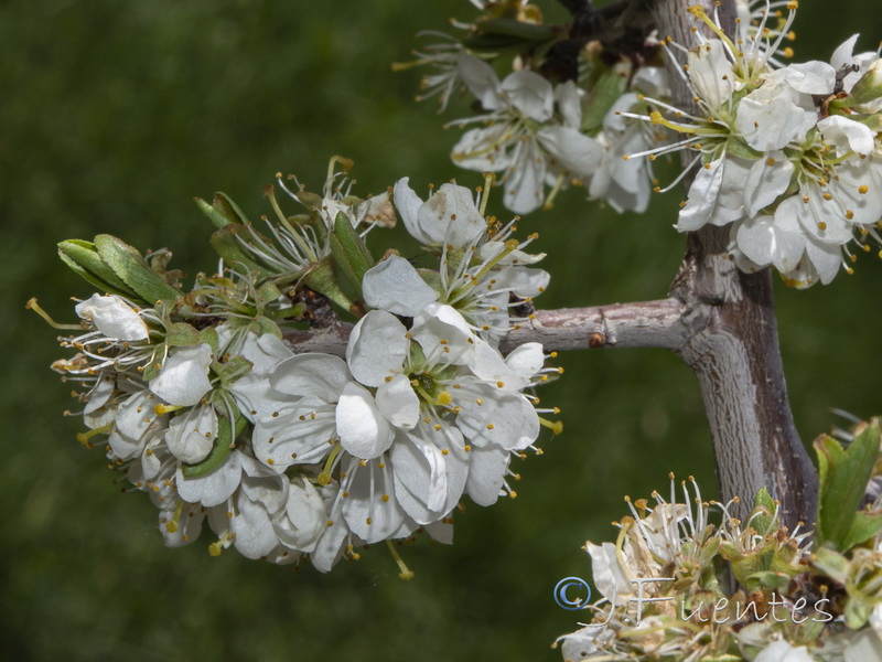 Prunus insistitia.06