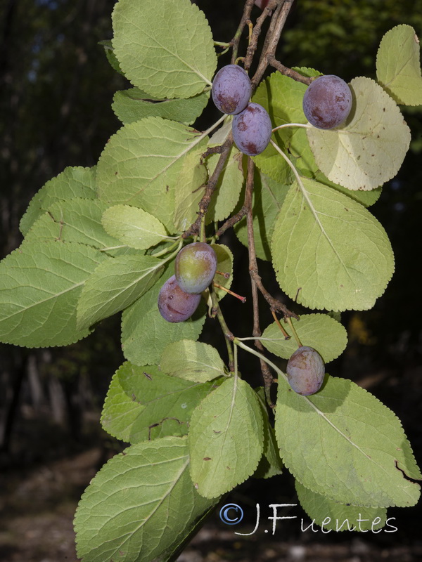 Prunus insistitia.08