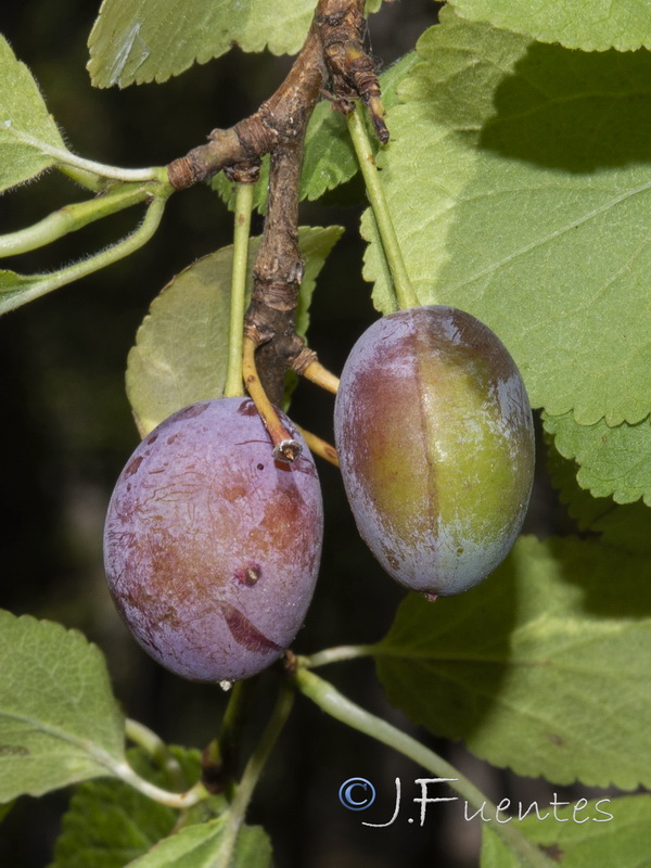 Prunus insistitia.10