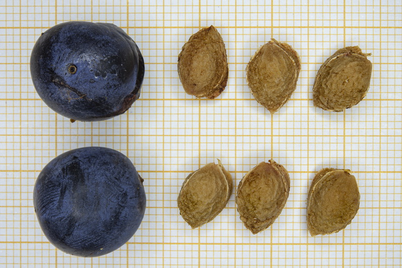 Prunus insititia