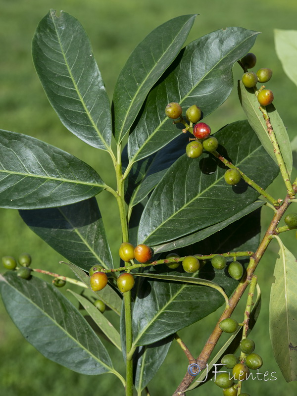 Prunus cerasus.01