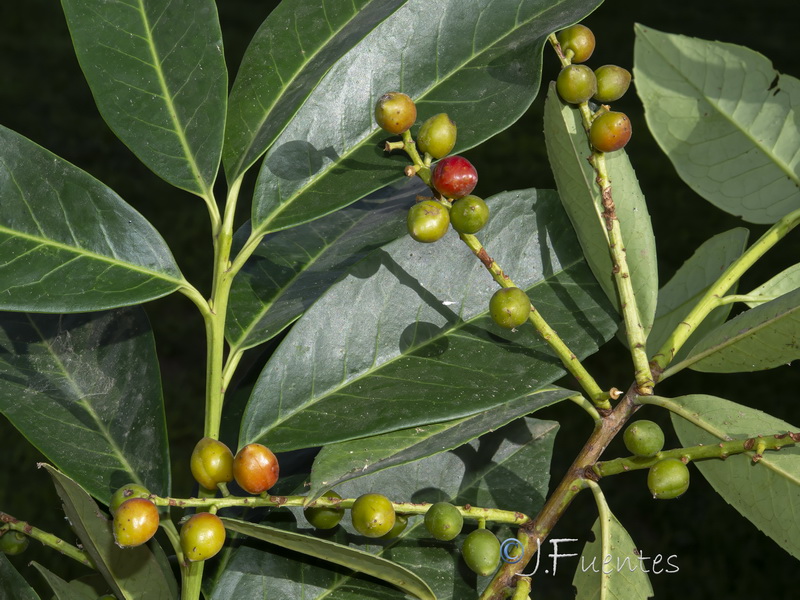 Prunus laurocerasus.02