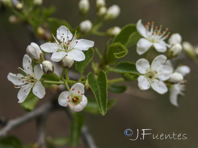 Prunus mahaleb.03