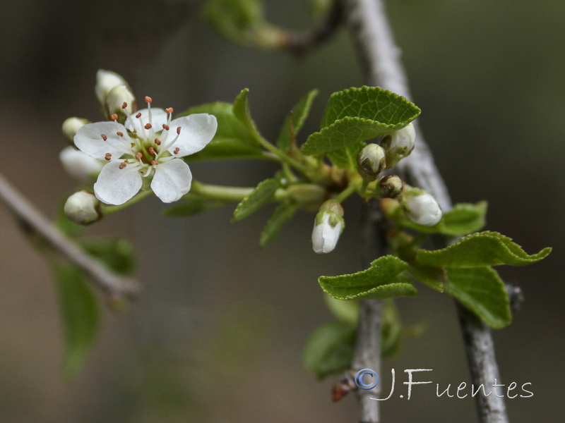 Prunus mahaleb.04