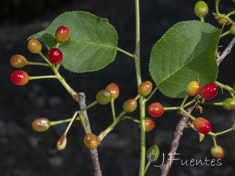 Prunus mahaleb.07