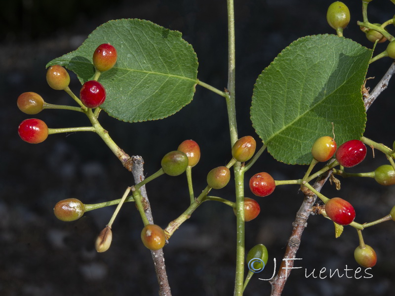 Prunus mahaleb.07