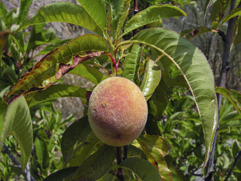 Prunus persica.01